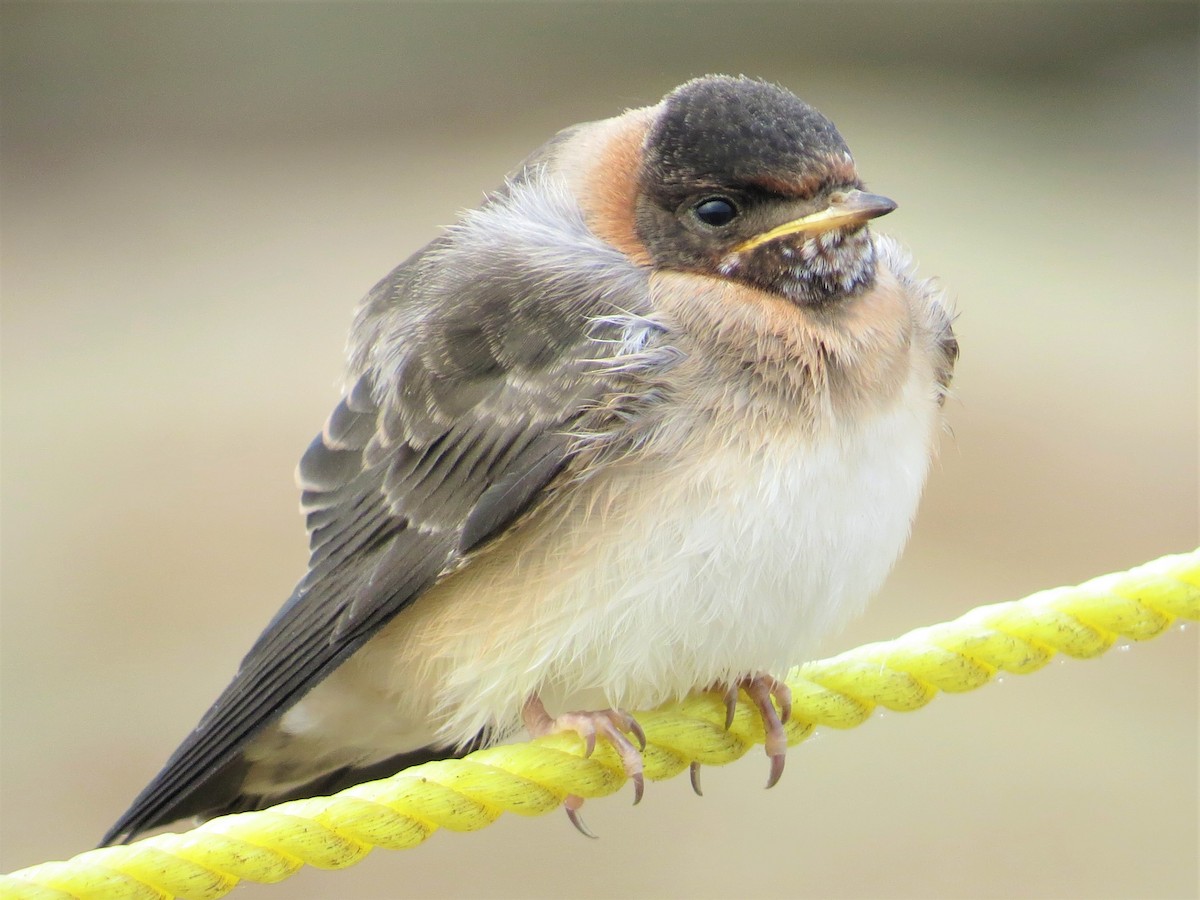 Cliff Swallow - Maggie Smith