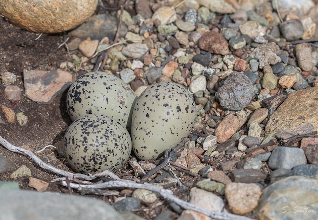 Clutch of three eggs. - Tawny-throated Dotterel - 