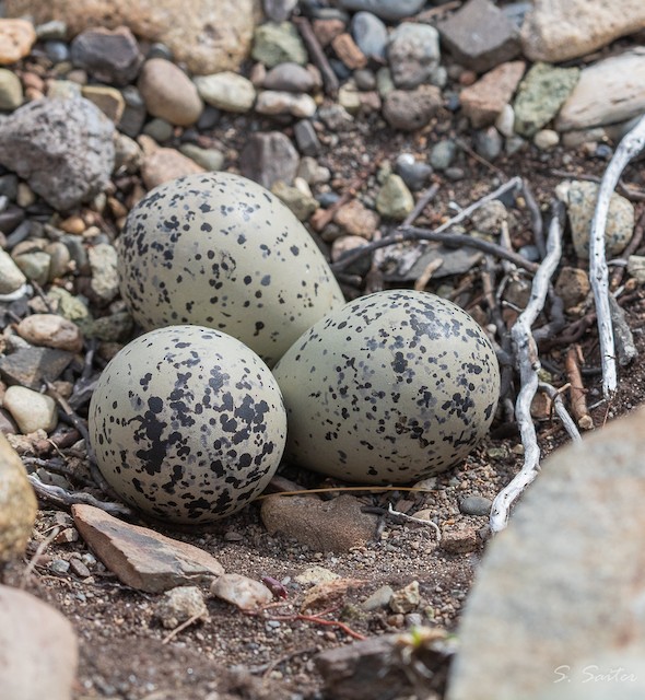 Clutch of three eggs. - Tawny-throated Dotterel - 