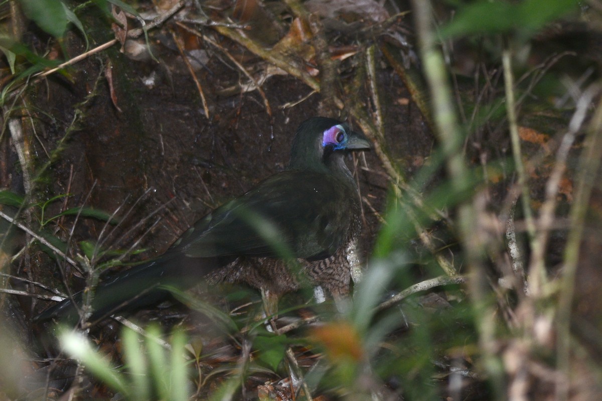 Sumatran Ground-Cuckoo - ML35293071