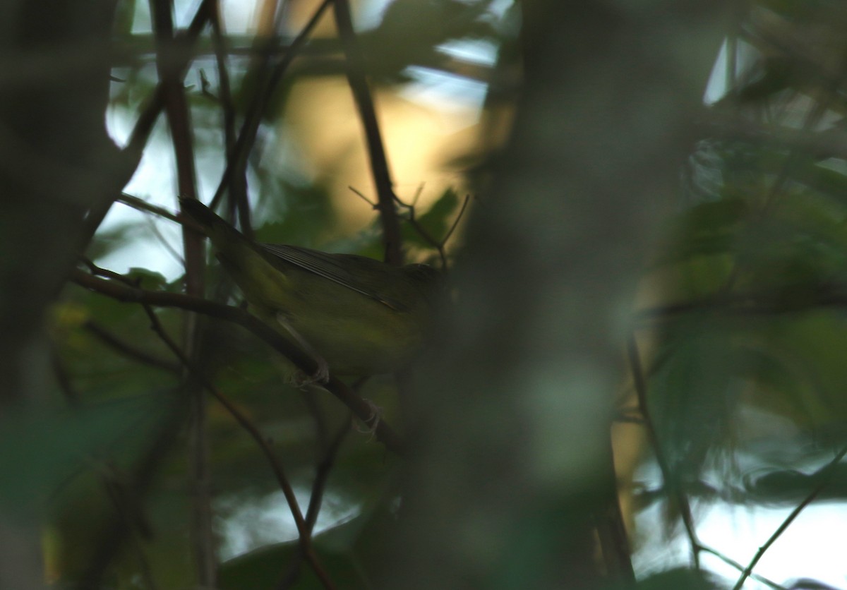 Connecticut Warbler - Nathan Dubrow