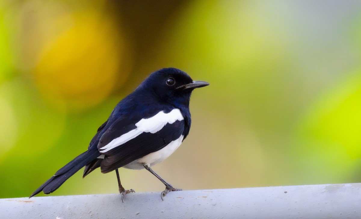 Philippine Magpie-Robin - Wesley Caballa