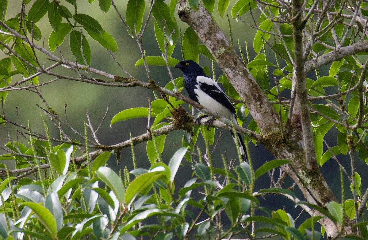 Magpie Tanager - Lance Runion 🦤