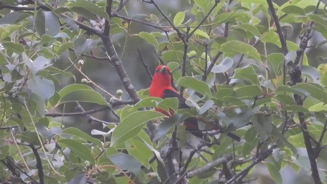 Scarlet Tanager - ML352945861