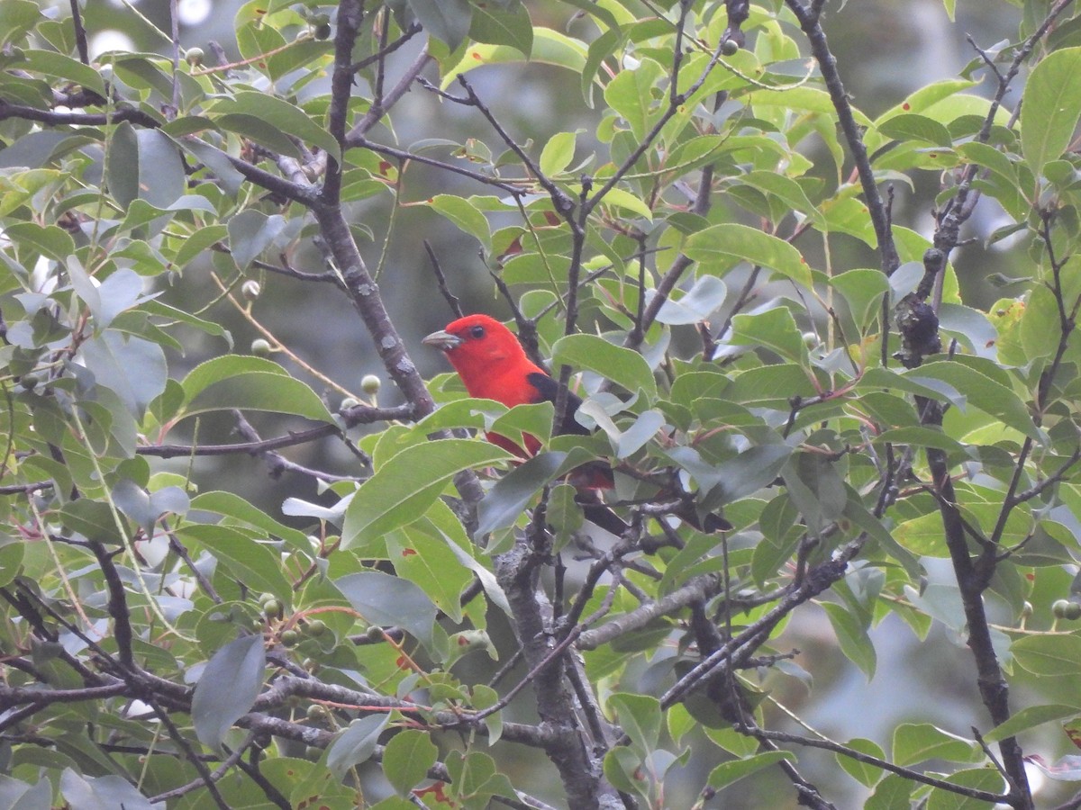 Scarlet Tanager - ML352945971