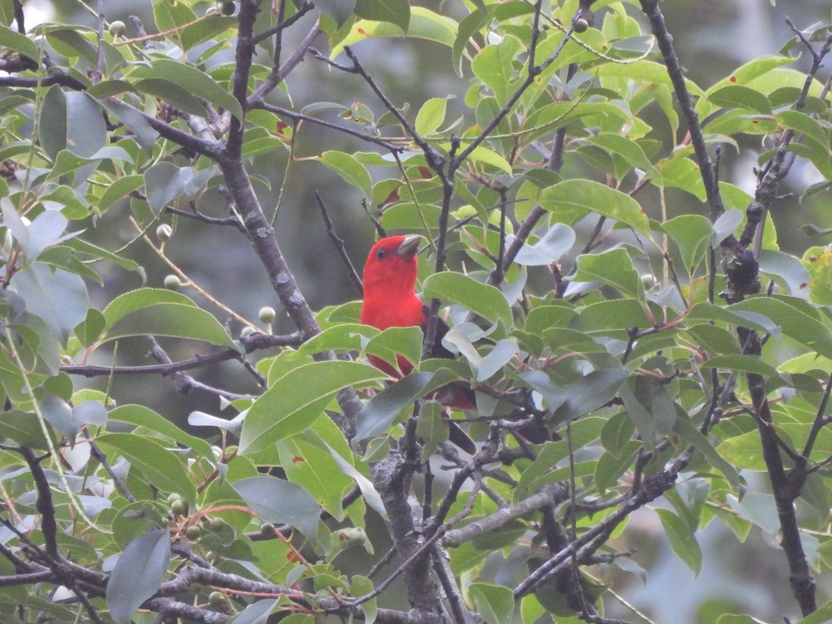 Scarlet Tanager - ML352946131
