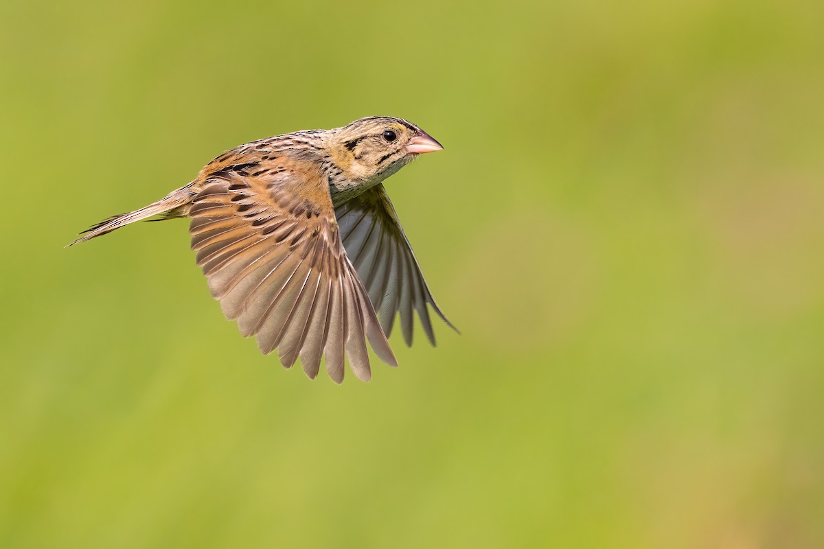 ML352947381 Henslow's Sparrow Macaulay Library