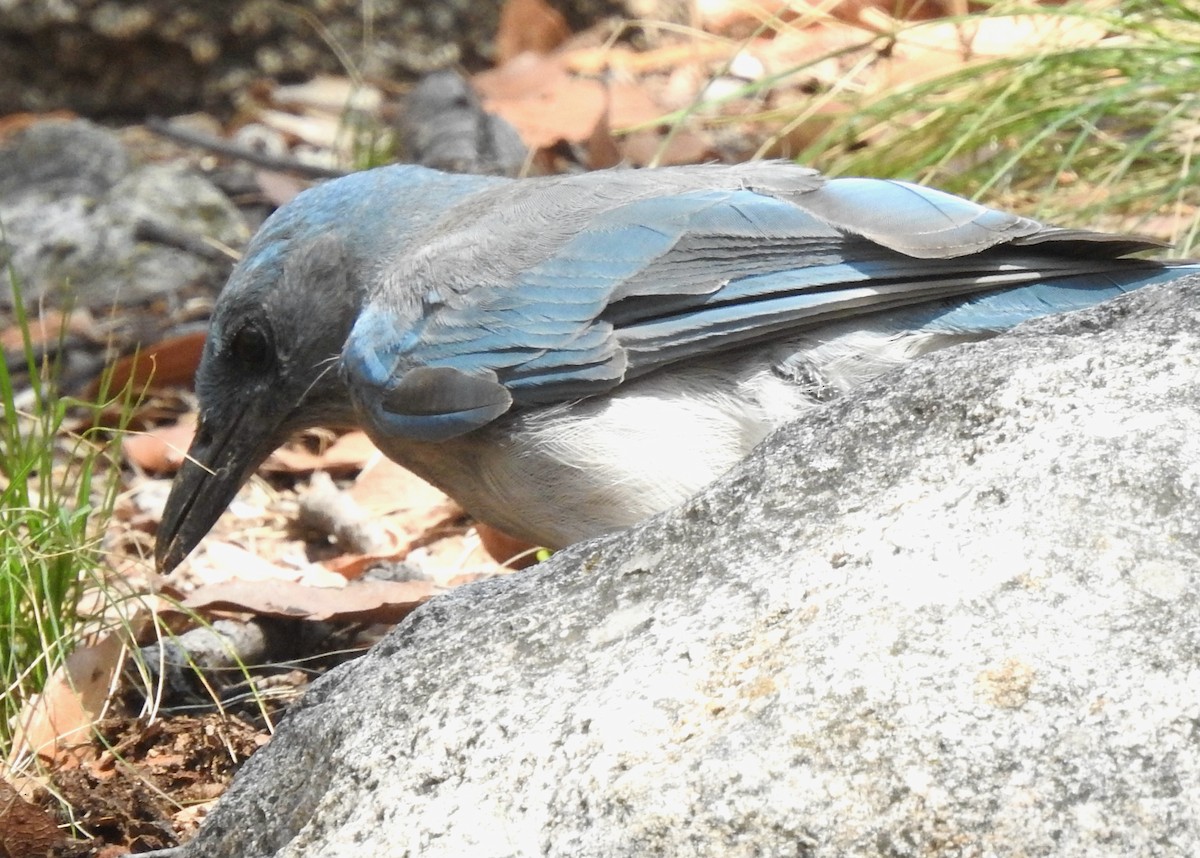 Mexican Jay - ML352949461