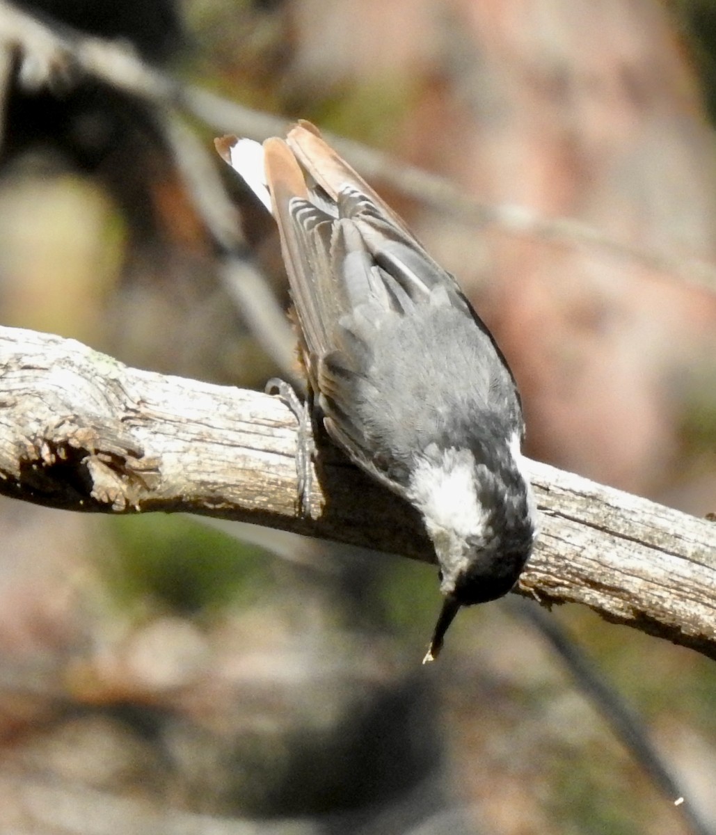 White-breasted Nuthatch - ML352949701