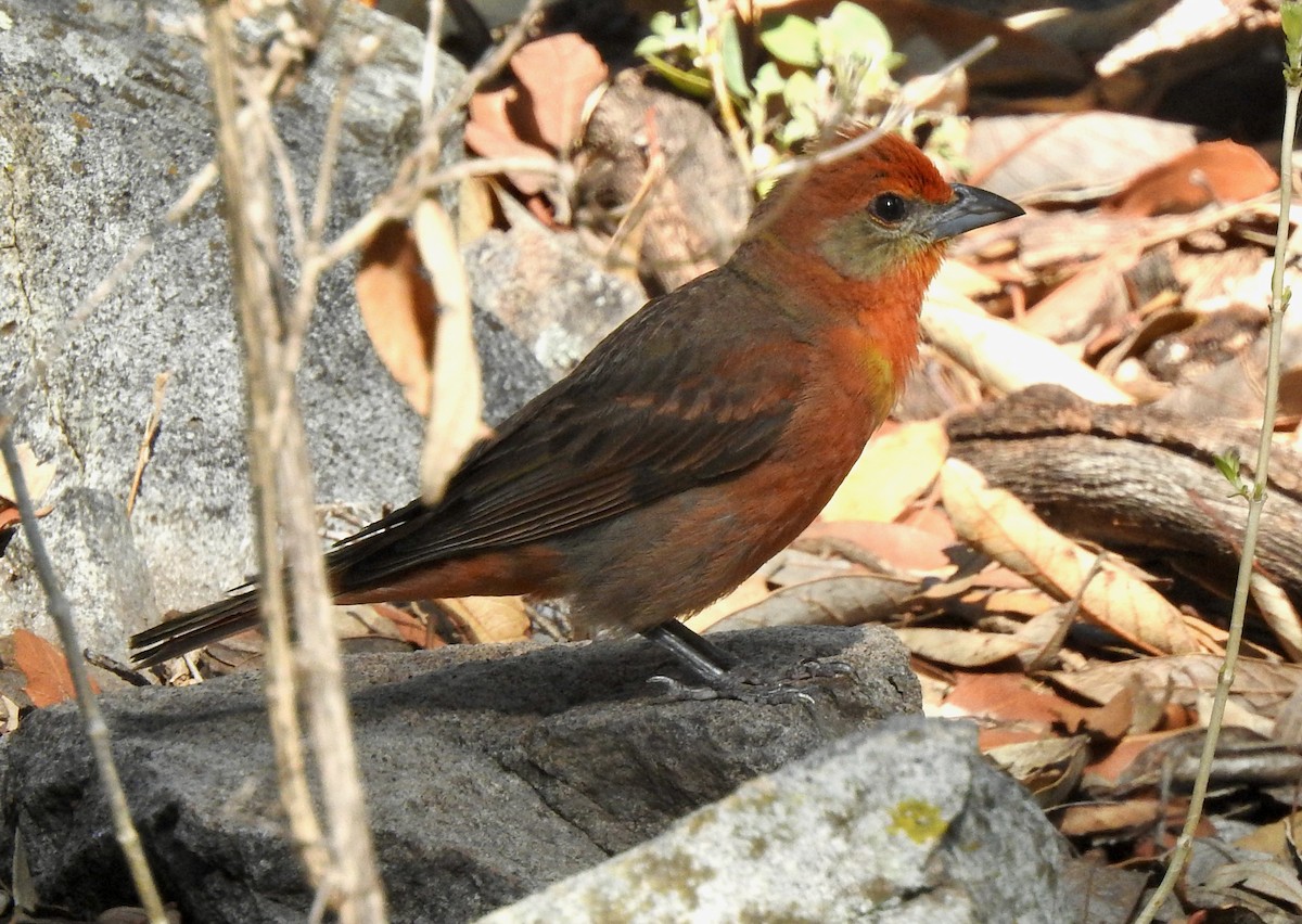 Hepatic Tanager - ML352949891