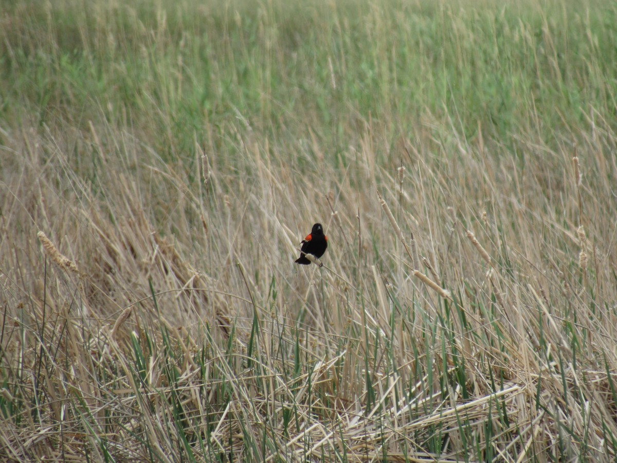 Red-winged Blackbird - ML352955511