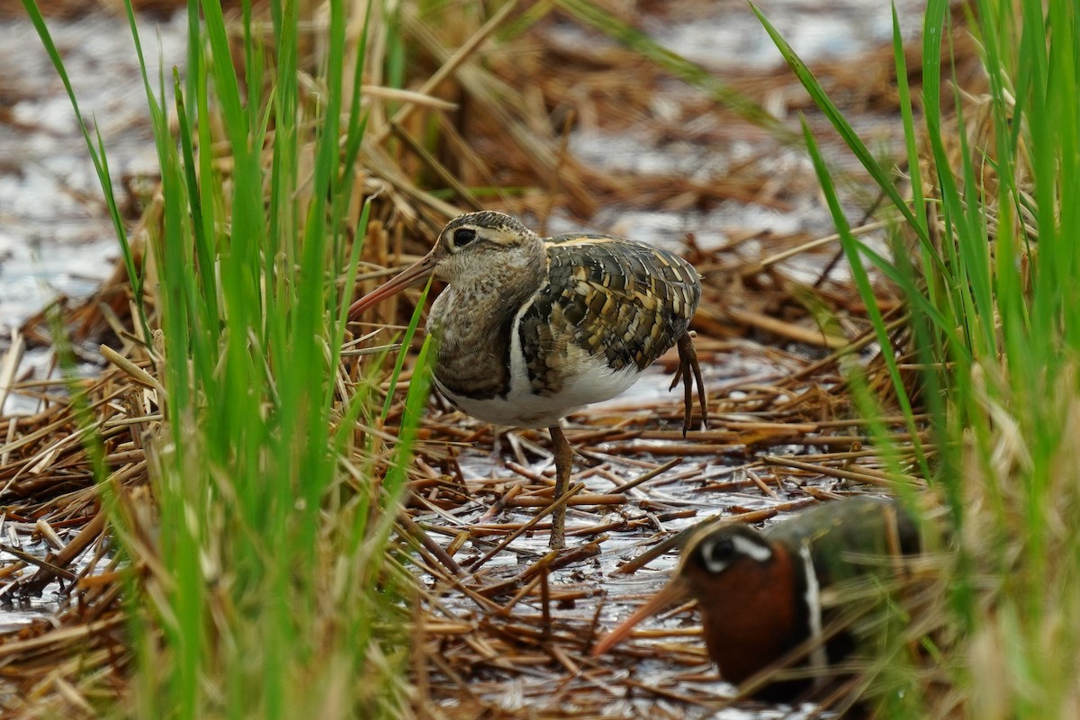 Greater Painted-Snipe - ML352956761