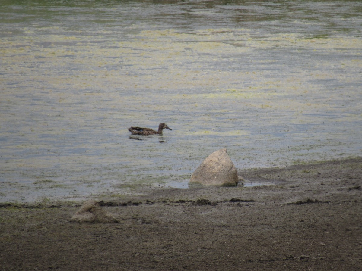 Blue-winged Teal - ML352957011