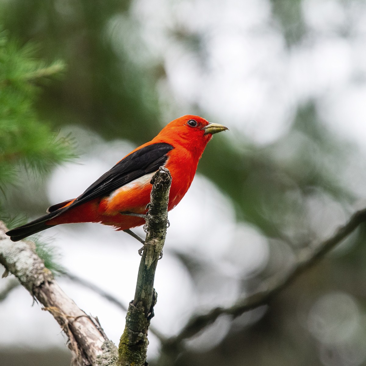 Scarlet Tanager - ML352957241