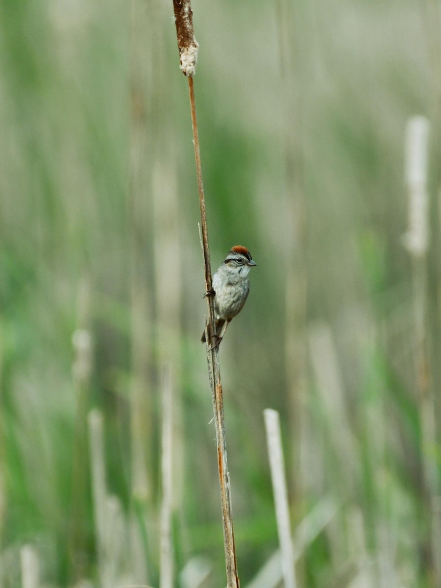 Swamp Sparrow - ML352959761