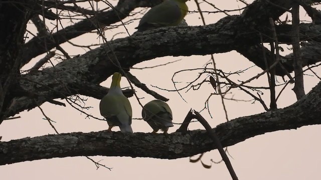 African Green-Pigeon - ML352960031
