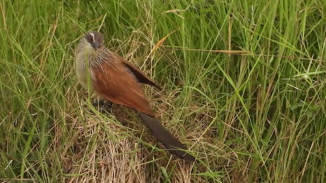 White-browed Coucal (White-browed) - ML352960071