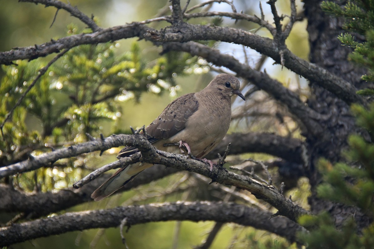 Mourning Dove - D T