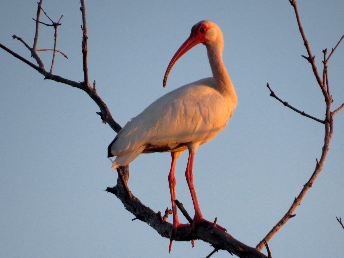 ibis bílý - ML352961591