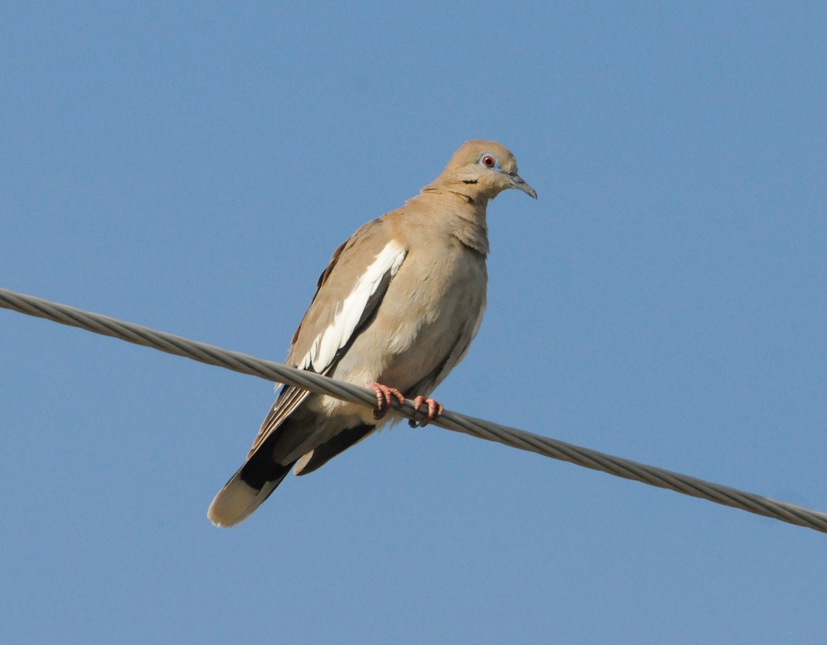White-winged Dove - ML352962611