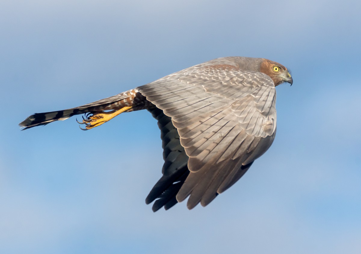Spotted Harrier - ML352962711