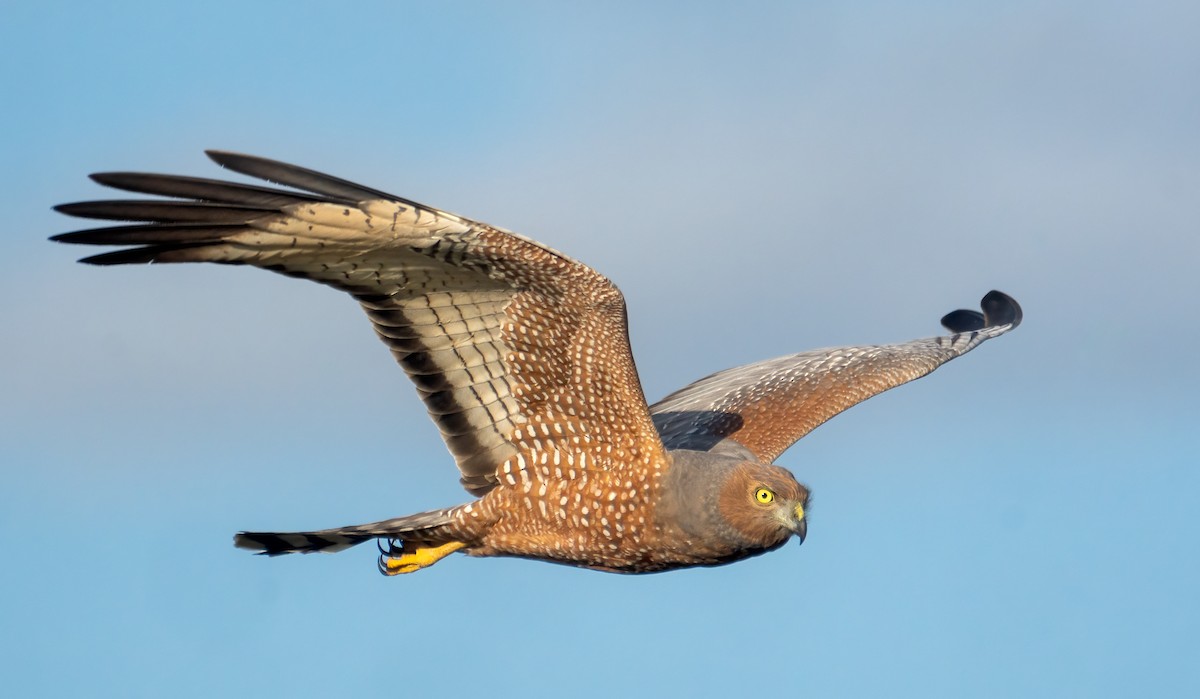 Spotted Harrier - ML352962721