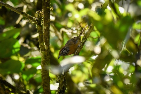 Recent Visits Los Cusingos Sj Cr Ebird Hotspot