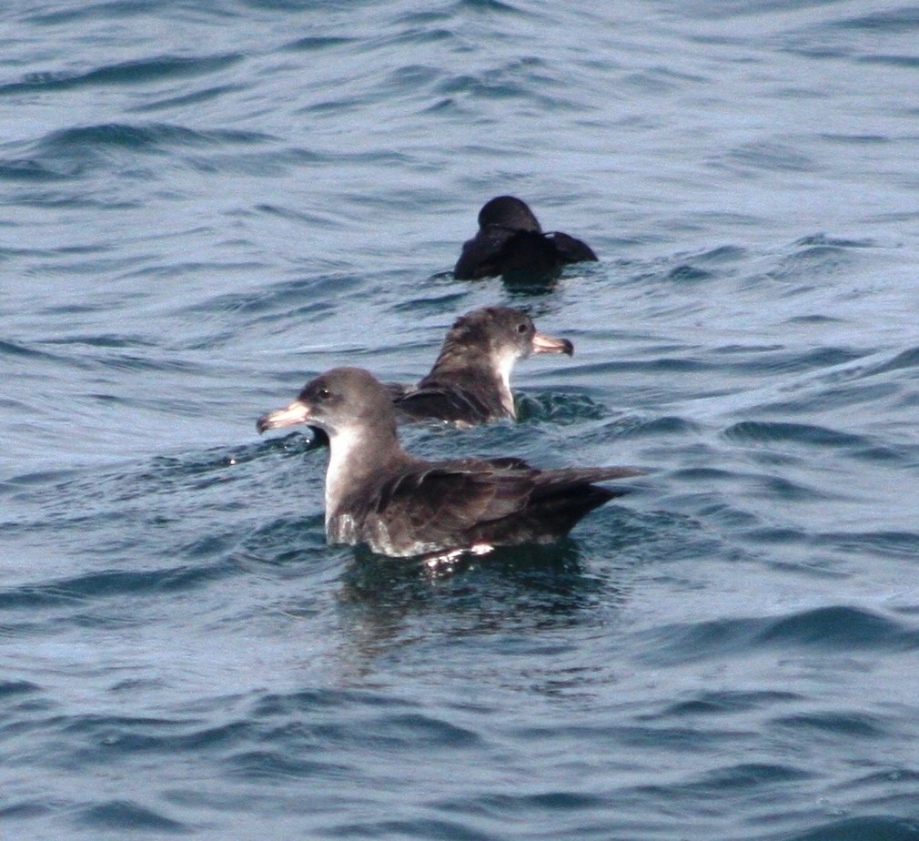 Pink-footed Shearwater - ML35297101