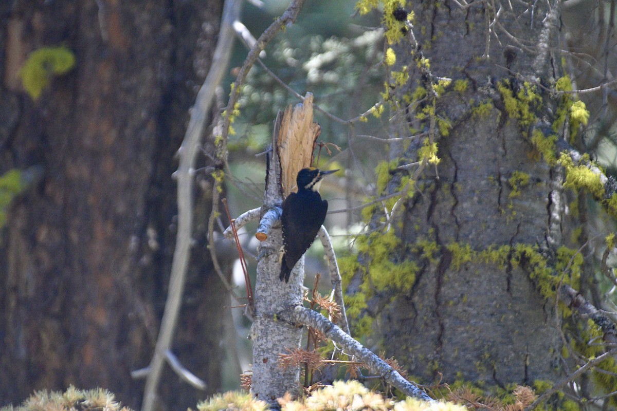 Black-backed Woodpecker - ML352972561