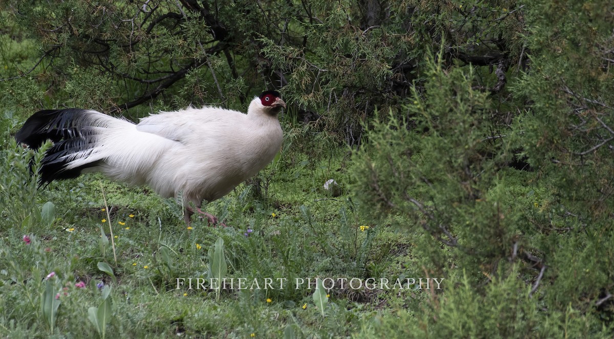 Белый ушастый фазан - ML352973621
