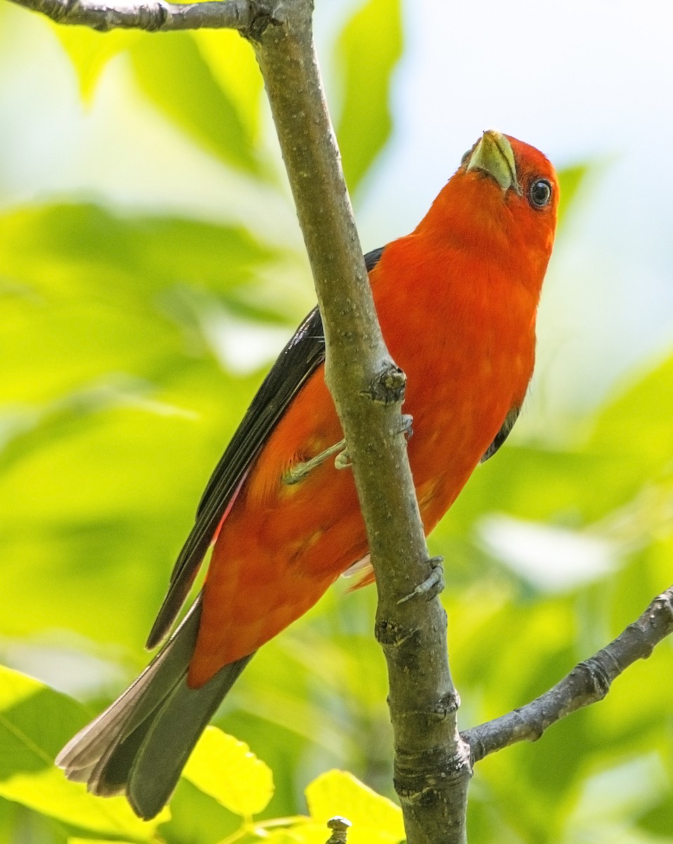 Scarlet Tanager - ML352975061