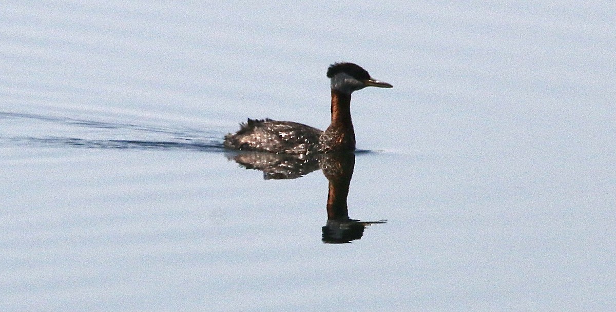 Red-necked Grebe - ML352978371