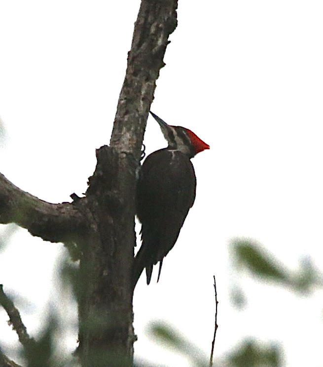 Pileated Woodpecker - ML352979011