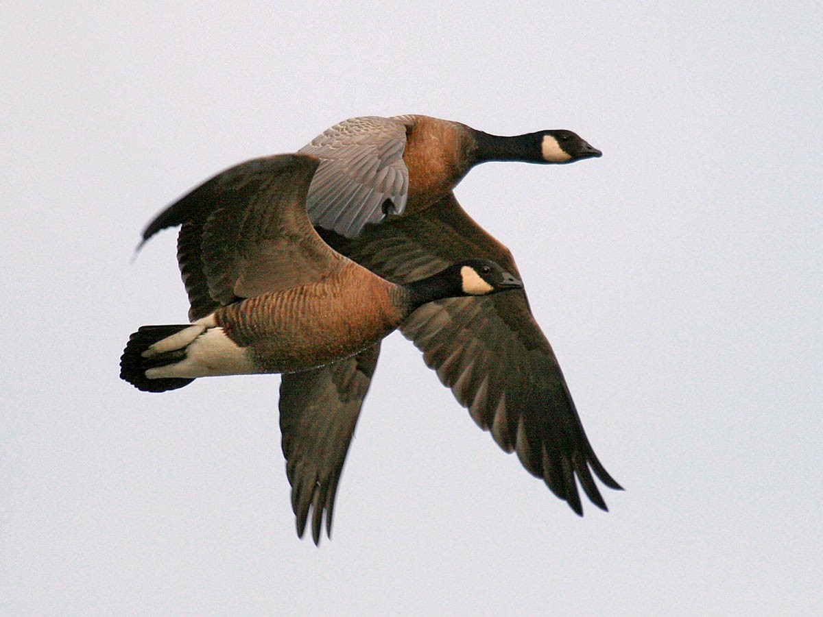 Cackling Goose (minima) - ML35298081