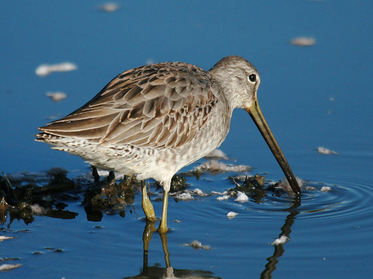 Long-billed Dowitcher - ML35298381