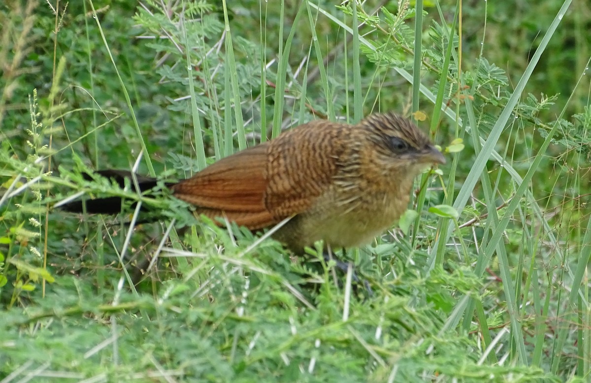 White-browed Coucal - ML352987751