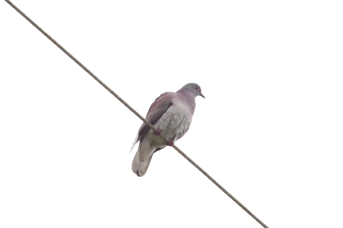 Pale-vented Pigeon - William Rivera tapia