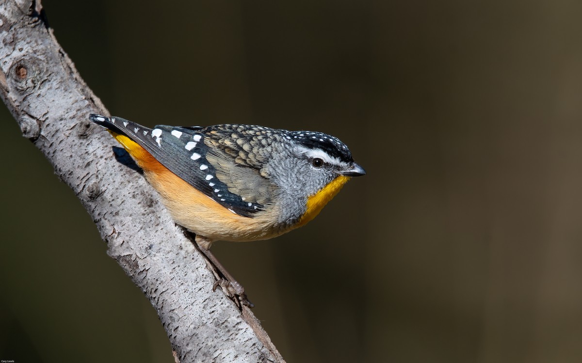Spotted Pardalote - ML352993181
