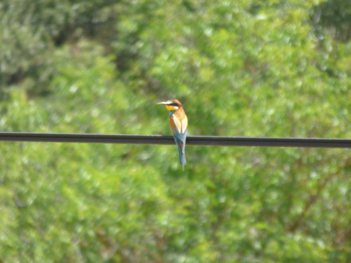European Bee-eater - ML352995631