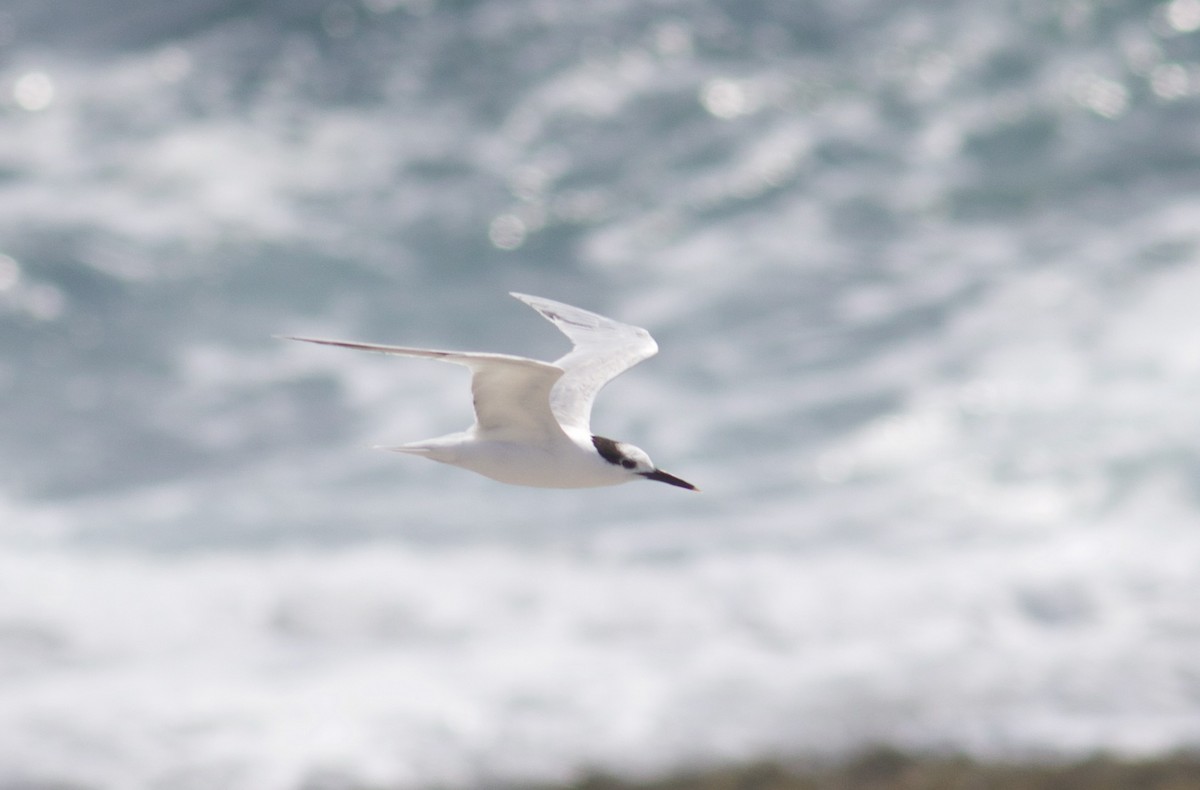 Sandwich Tern (Cabot's) - Nathan Dubrow