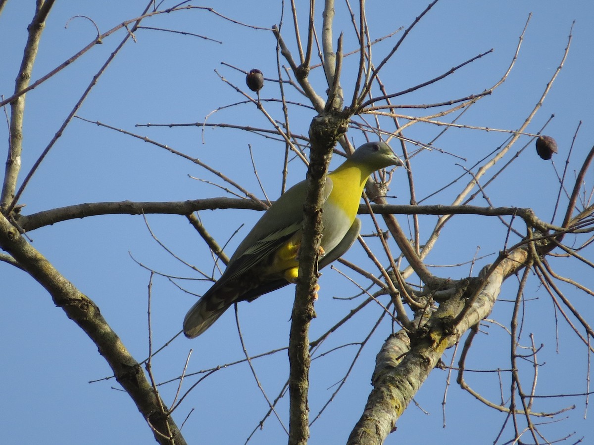 Yellow-footed Green-Pigeon - Sujata Phadke