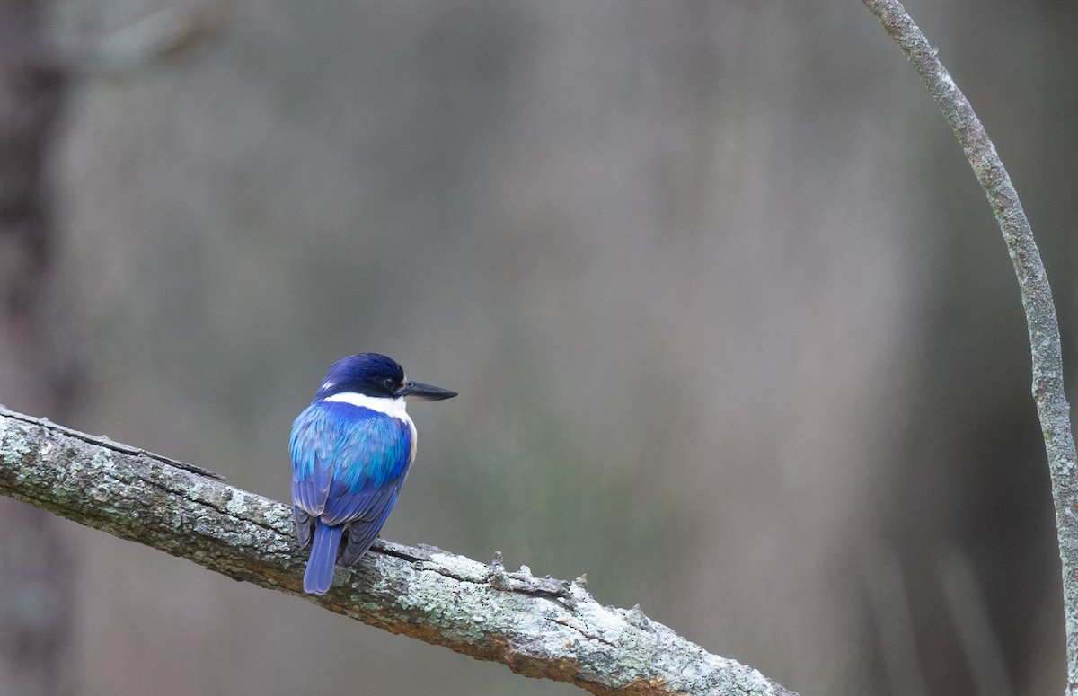 Forest Kingfisher - ML352999171