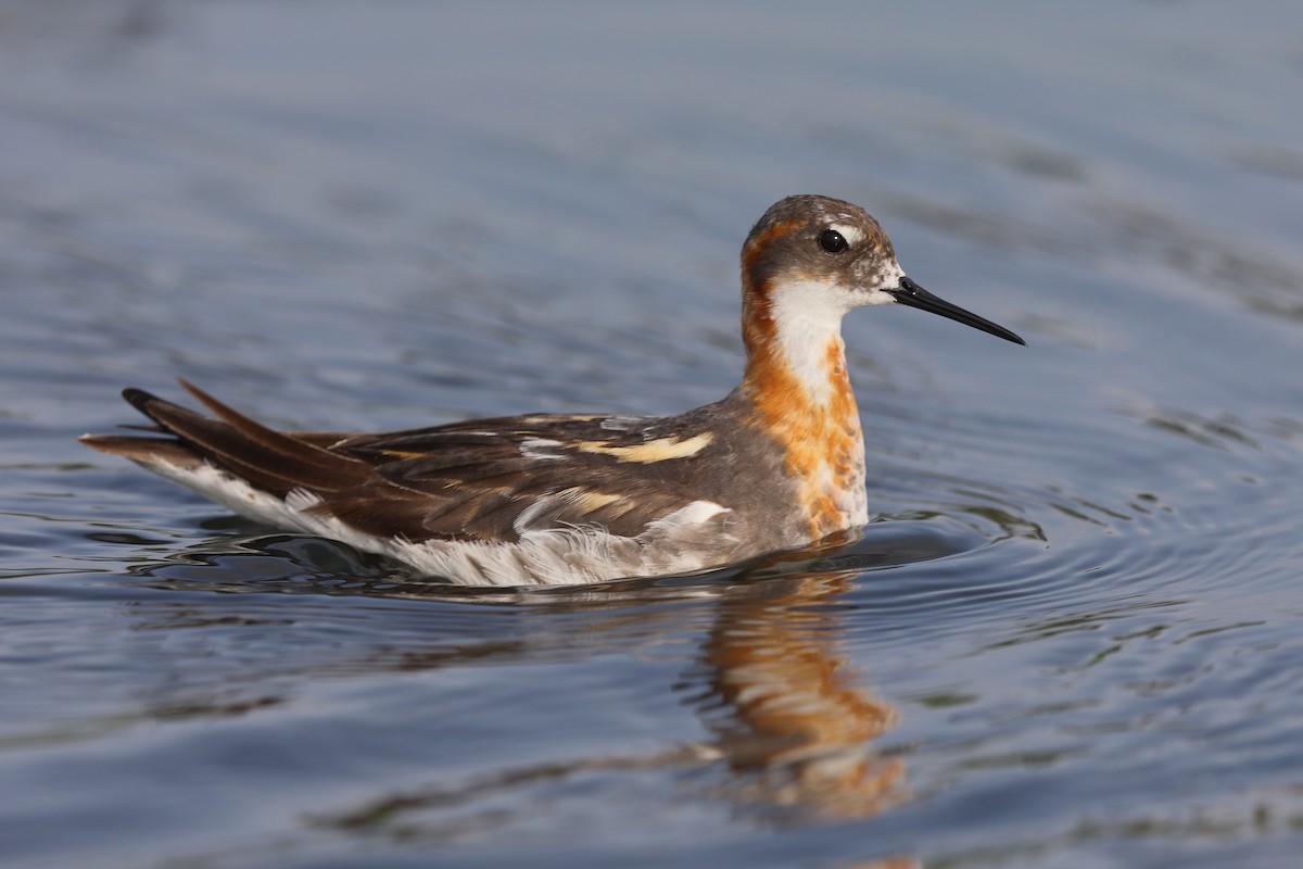 Red-necked Phalarope - ML352999711