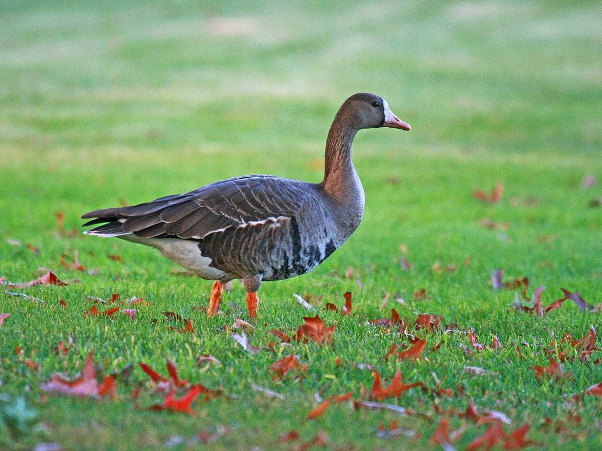 Greater White-fronted Goose - ML35299981