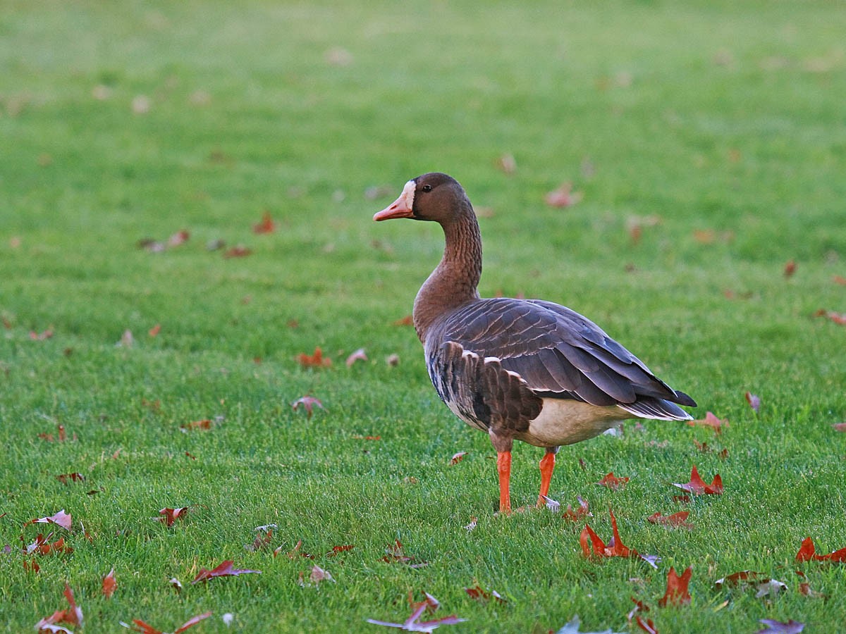 Greater White-fronted Goose - ML35299991