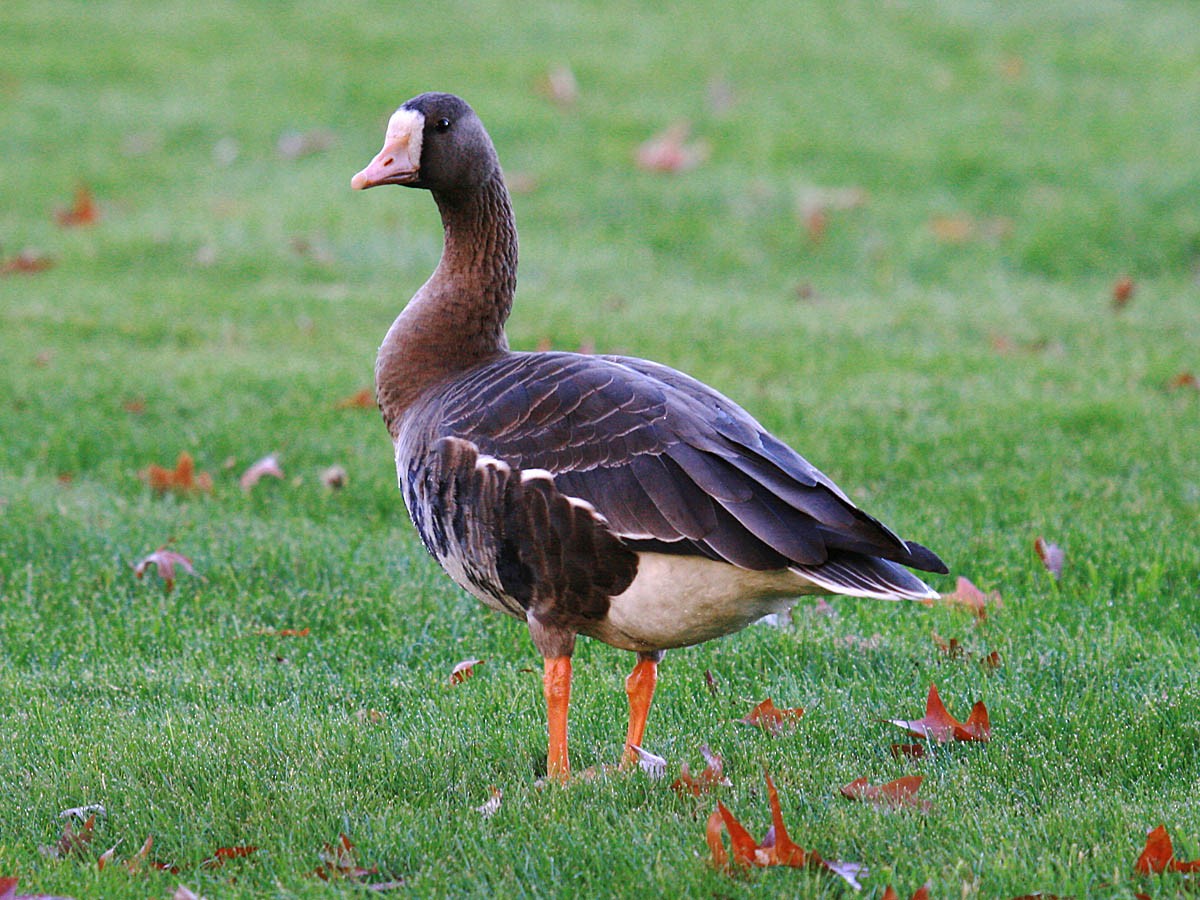 Greater White-fronted Goose - ML35300001