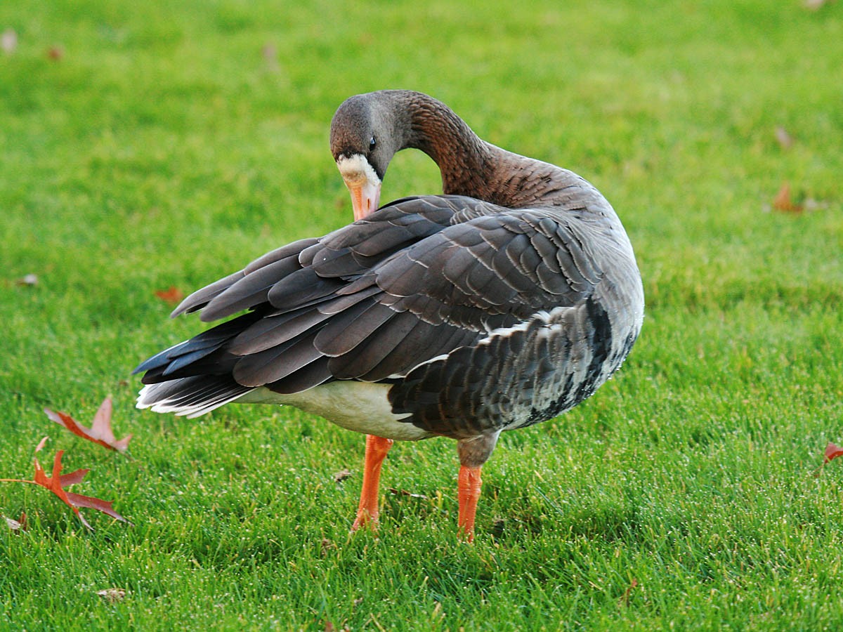 Greater White-fronted Goose - ML35300011