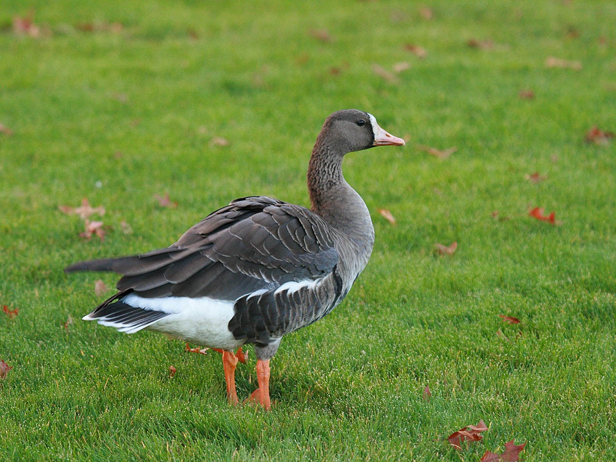 Greater White-fronted Goose - ML35300021