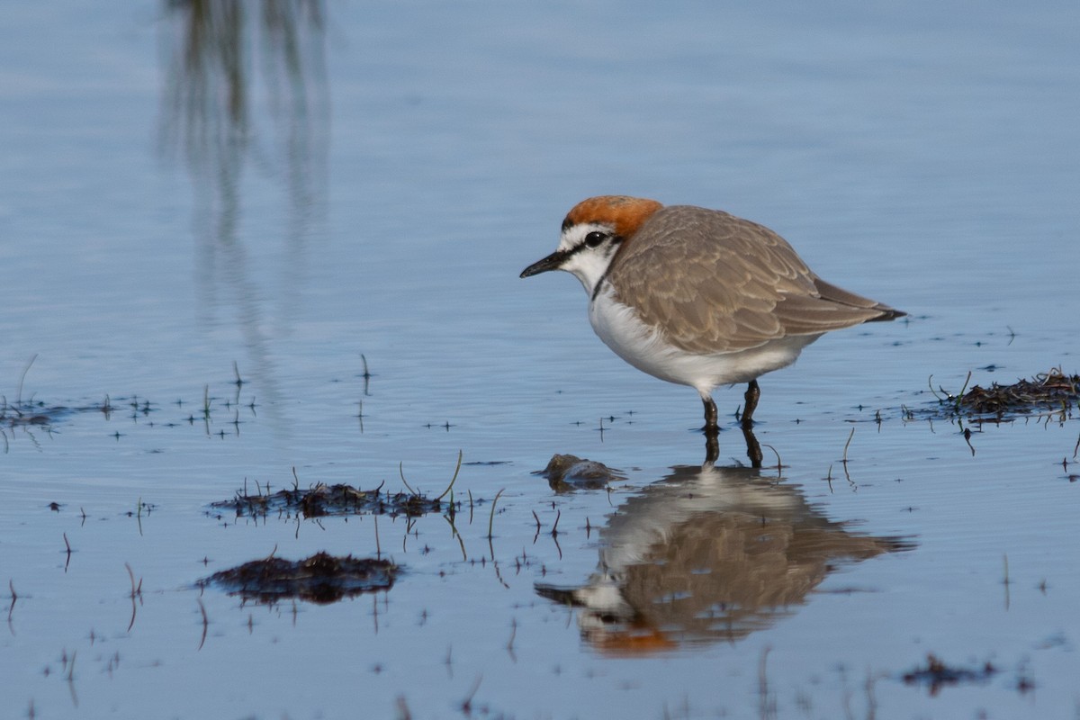 Red-capped Plover - ML353001461