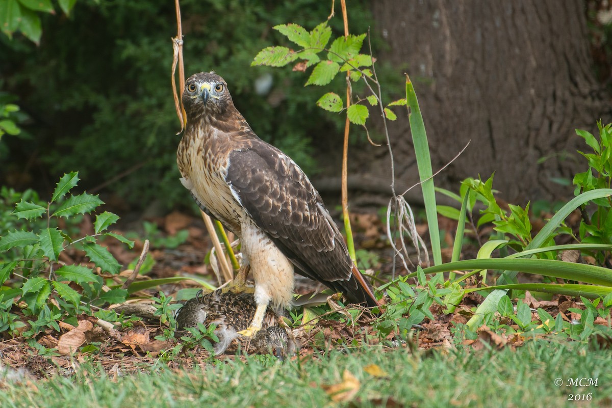 Red-tailed Hawk - Mary Catherine Miguez